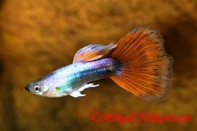 Guppy Rød Blå Mørk Neon