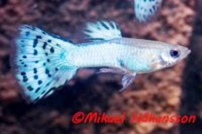 Guppy Turkis Diamant