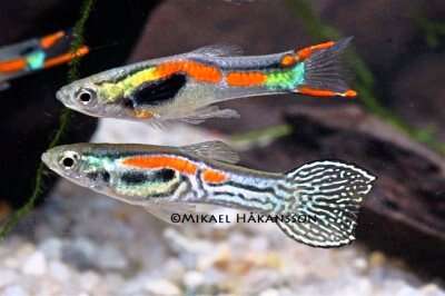Guppy Endler Mix