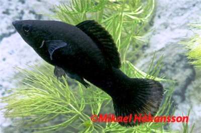 Black Molly