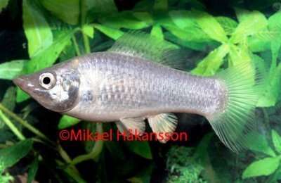 Silver Molly