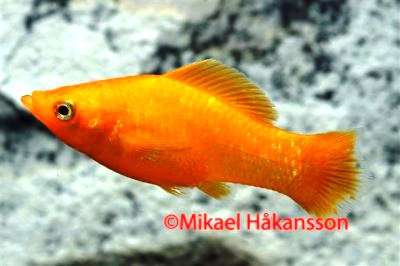 Molly Orange