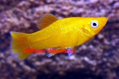 Molly Spenops Gul 3-4cm ( Poecilia sphenops)