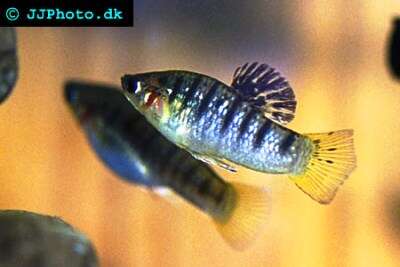 Tiger Limia