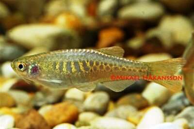 Ormskinns Danio