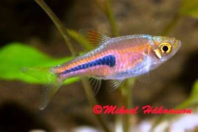 Dronning Rasbora, Trigonostigma Espei