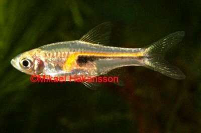 Hengeli Rasbora, Trigonostigma Hengel