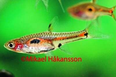 Mehra Rasbora, Boraras mehra
