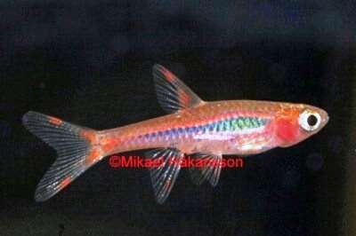 Moskito Rasbora, Boraras Brigittae