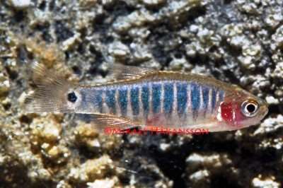 Smaragd Rasbora, Microdevario Kubotai