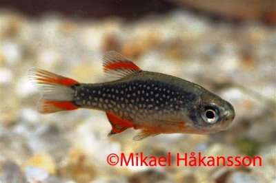 Galaxy Rasbora, Danio Margaritatus