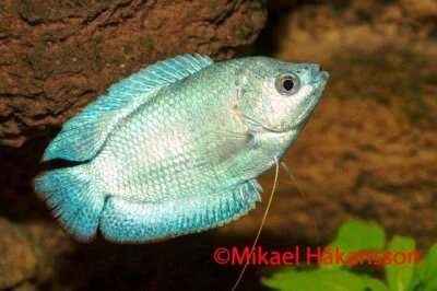 Dverg Gurami Neon Cobolt