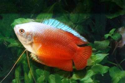 Dverg Gurami Rød