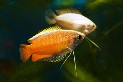 Honning Gurami 3-4cm