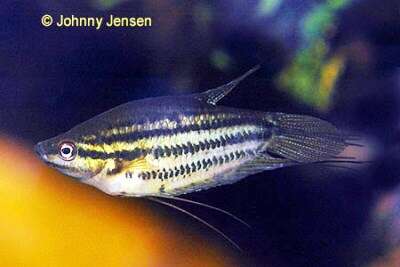 Murrende/Gryntende Gurami