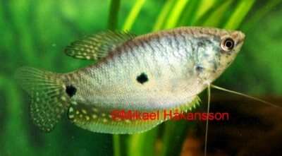 Blå Gurami