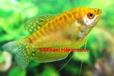 Gull Gurami