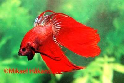 Betta Rød hann, Kampfisk