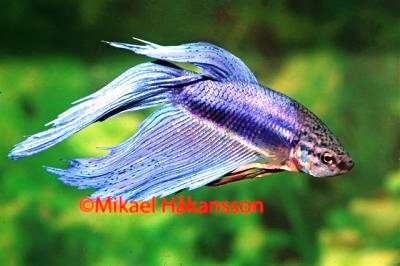 Betta Blå Hann, Kampfisk