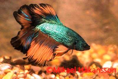 Betta Rosentail, hann