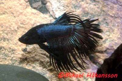 KAMPFISK BLACK ORCHID CROWNTAIL