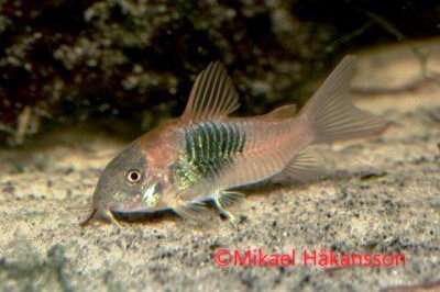 Venezuela Orange (Corydoras aeneus)
