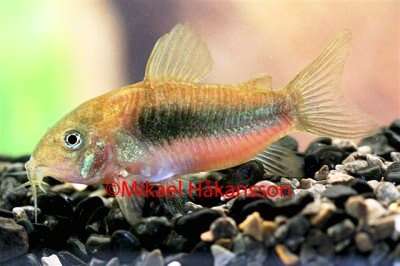 Metall Panse Malle (Corydoras aeneus)