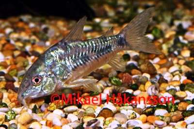 Flekket pansermalle (Corydoras paleatus)
