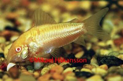 Albino Pansermalle (Corydoras sp aeneus)