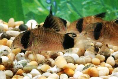 Panda Pansermalle (Corydoras panda)