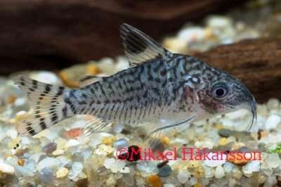 Corydoras reticulatus