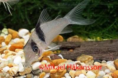 Corrydoras Virginiane