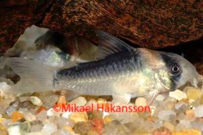 Corydoras duplicareus