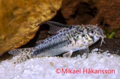 CORYDORAS SIPALIWINI