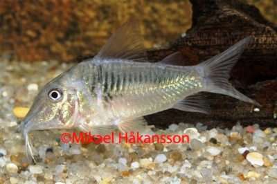CORYDORAS SP. CW-124