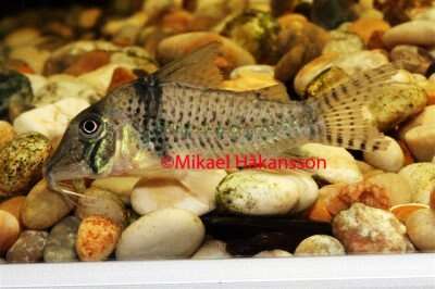CORYDORAS PASTAZENSIS