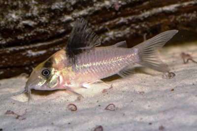 CORYDORAS BURGESSI VF