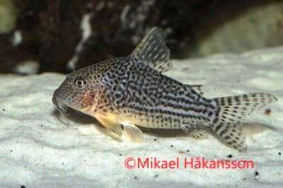 CORYDORAS HARALDSCHULTZI VF