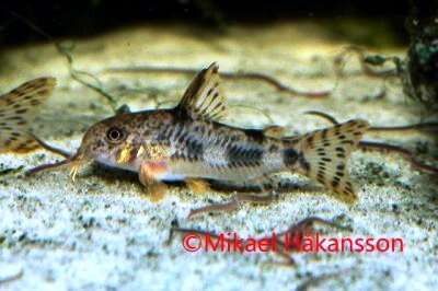 CORYDORAS CARLAE