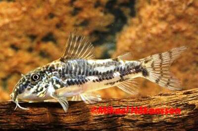 Scleromystax barbatus