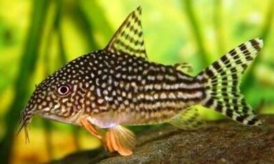 Corydoras Sterbai