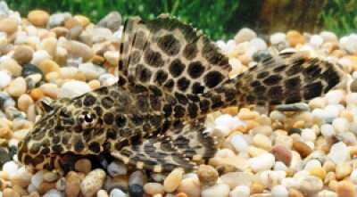 PLECOSTOMUS RÖD 5-6cm