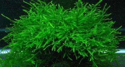 Taxiphyllum sp. Spiky Moss invitro