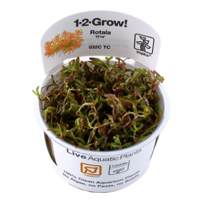 Rotala Vietnam H'ra 1-2 Grow