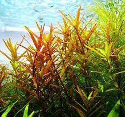 Rotala Vietnam H'ra 1-2 Grow