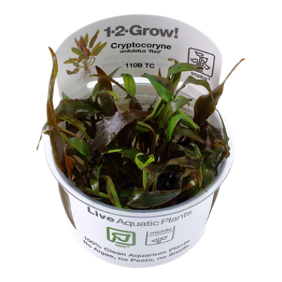 Cryptocoryne undulata red 1-2Grow