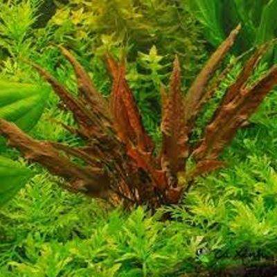 Cryptocoryne undulata red 1-2Grow