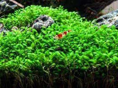 Elatine hydropiper invitro