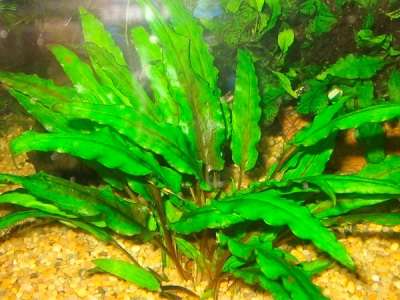 Cryptocoryne wendtii Green invitro