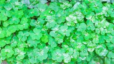 Marsilea Minuta/crenata